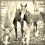 mare-and-foal-1