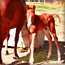 mare-and-foal-6